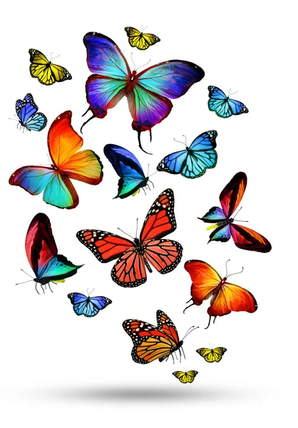 很多颜色不同的花蝴蝶飞 — 图库照片