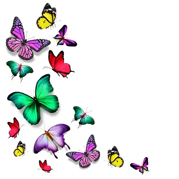 Molti colori farfalle diverse che volano — Foto Stock