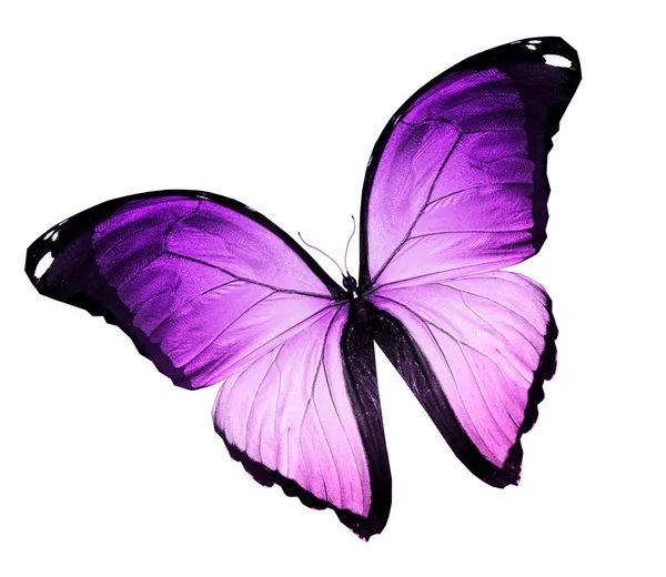 Papillon violet, isolé sur blanc — Photo