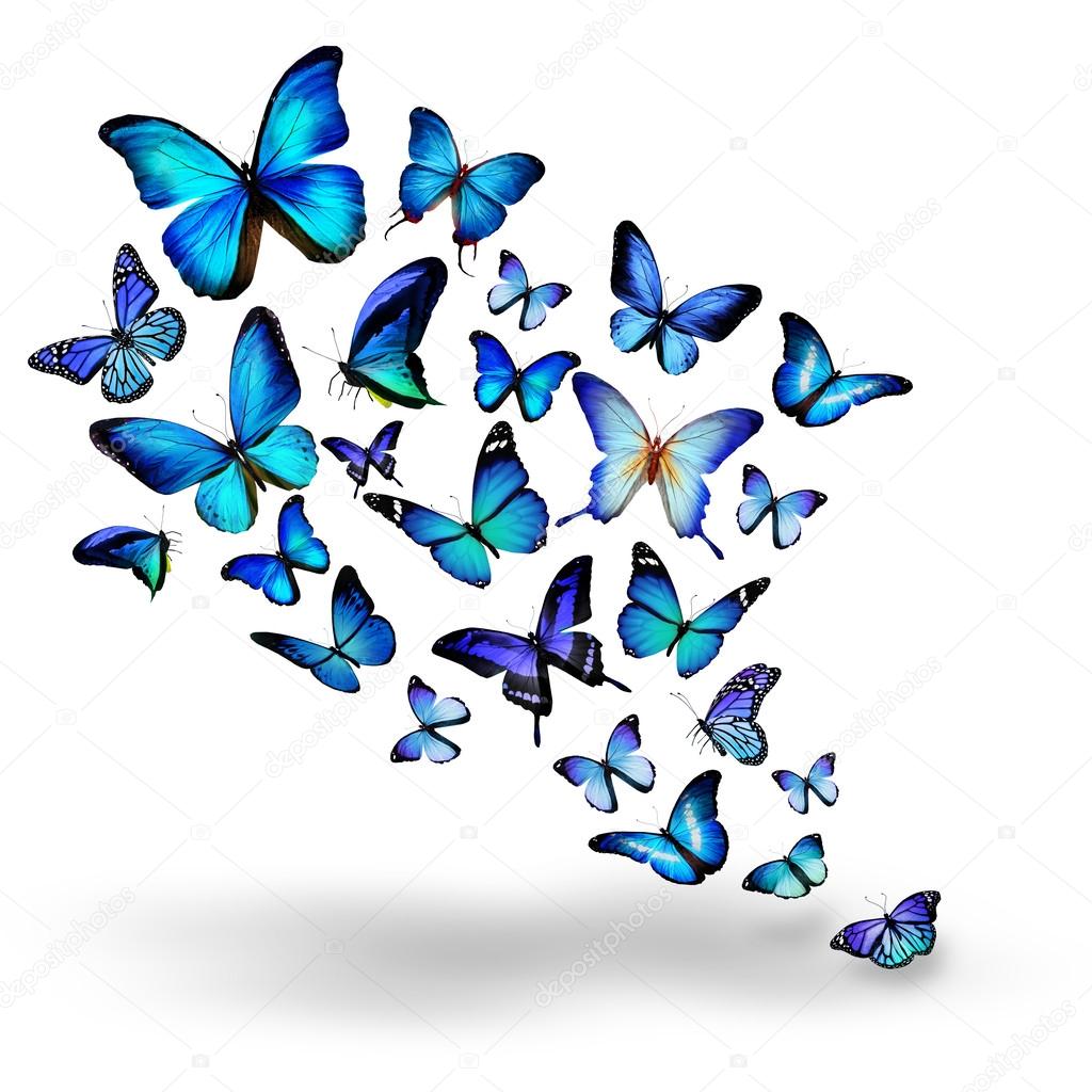 Many blue different butterflies flying