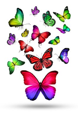 birçok farklı kelebekler uçan renk