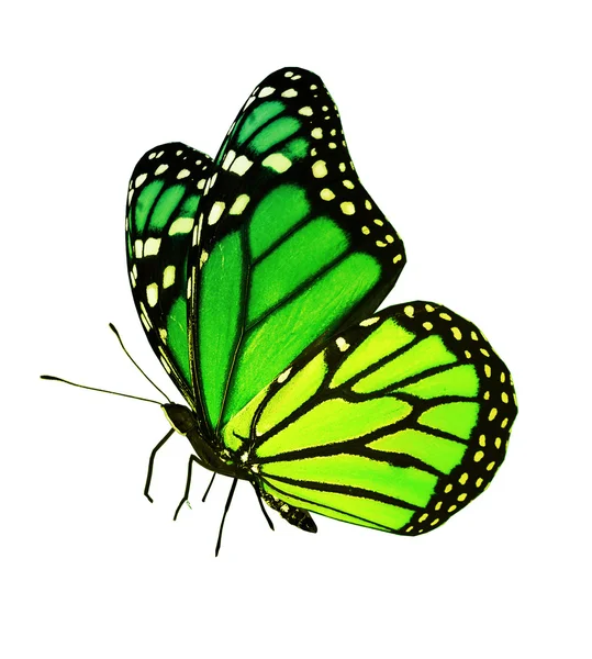 绿色蝴蝶飞，孤立在白色背景 — 图库照片