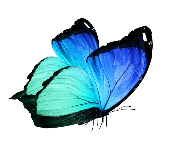 Mariposa azul, aislada en blanco —  Fotos de Stock