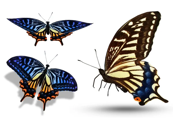 Drie vlinders geïsoleerd op witte kleur — Stockfoto