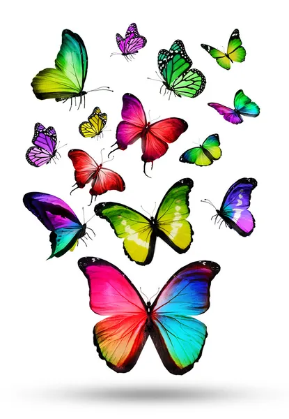 Many color different butterflies flying — Stock Photo, Image