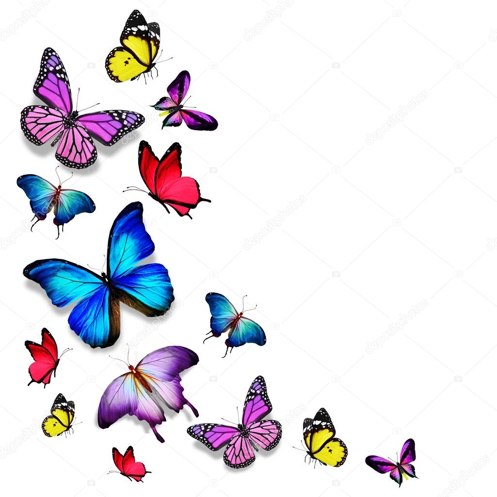 Many color different butterflies flying