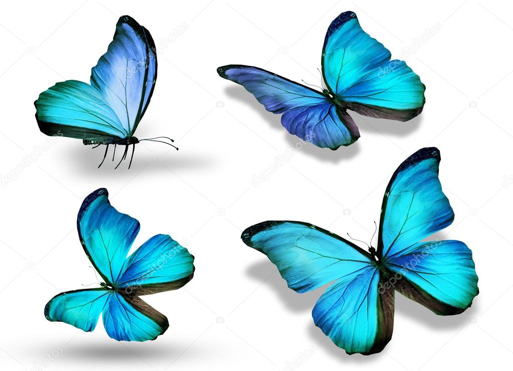 Four blue butterflies, isolated on white background