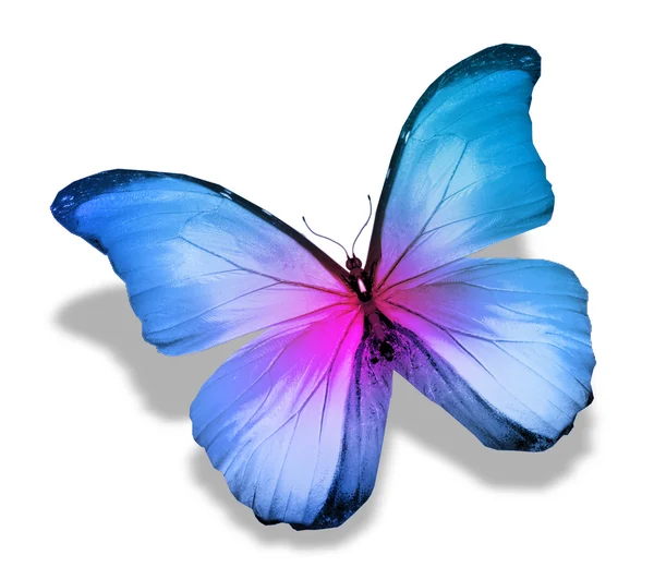 Morpho azul borboleta rosa, isolado em branco — Fotografia de Stock