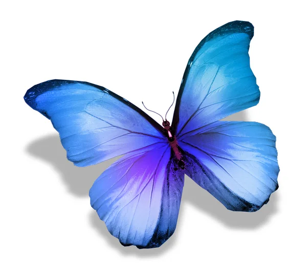 Farfalla blu morpho, isolata su bianco — Foto Stock