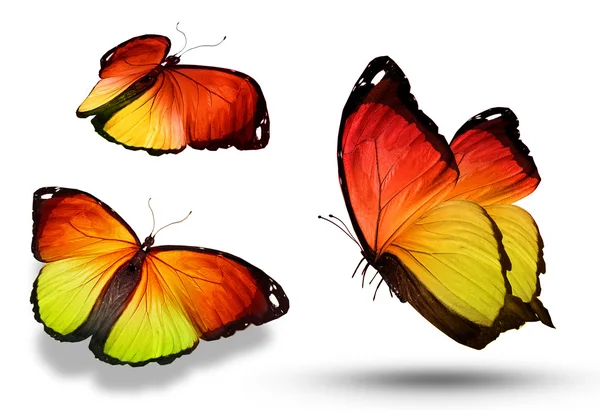 Три кольорові метелики, ізольовані на білому — стокове фото