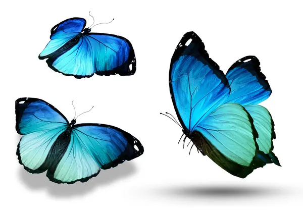 モルフォ写真素材 ロイヤリティフリーモルフォ画像 Depositphotos