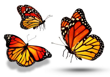Three color butterflies, isolated on white clipart