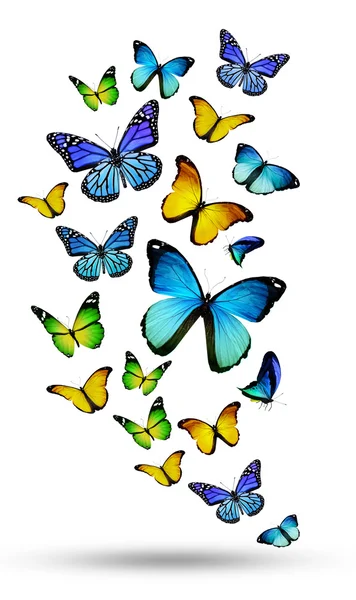 很多颜色不同的花蝴蝶飞 — 图库照片