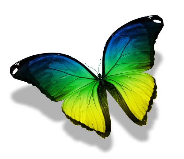 Mariposa de color, aislada en blanco —  Fotos de Stock