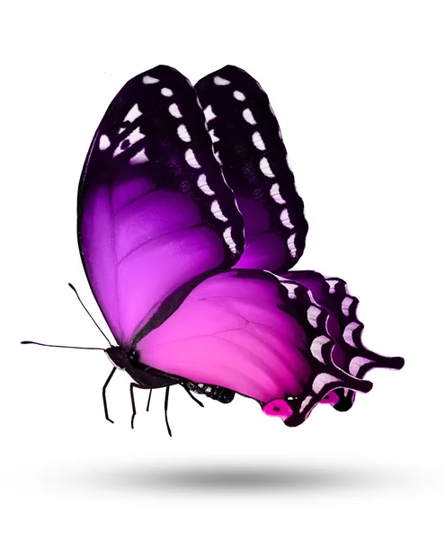 Mariposa violeta sobre fondo blanco — Foto de Stock