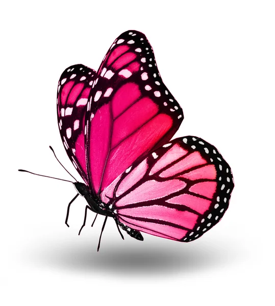 Pink butterfly , isolated on white — Stock Photo, Image