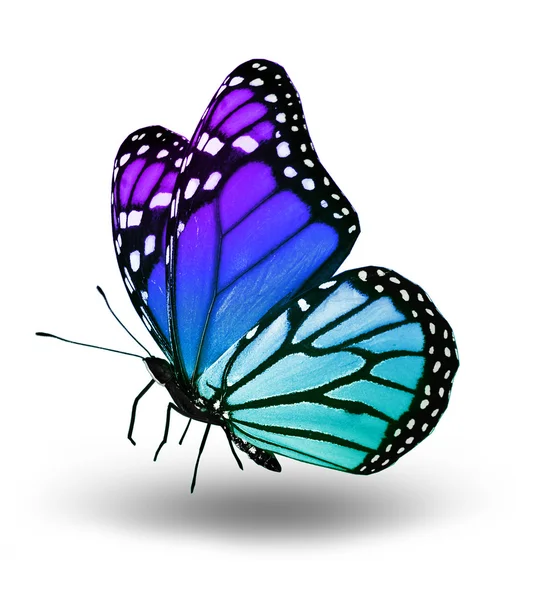 在白色背景的彩色蝴蝶 — 图库照片