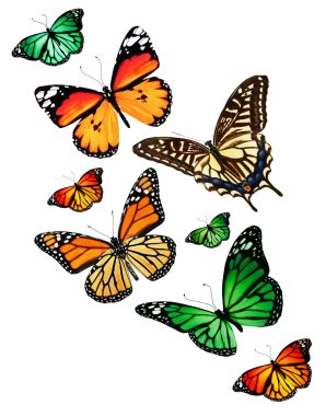 Beyaz arka plan üzerinde izole birçok farklı kelebekler