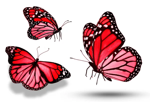 Three red butterflies, isolated on white — Stock Photo, Image