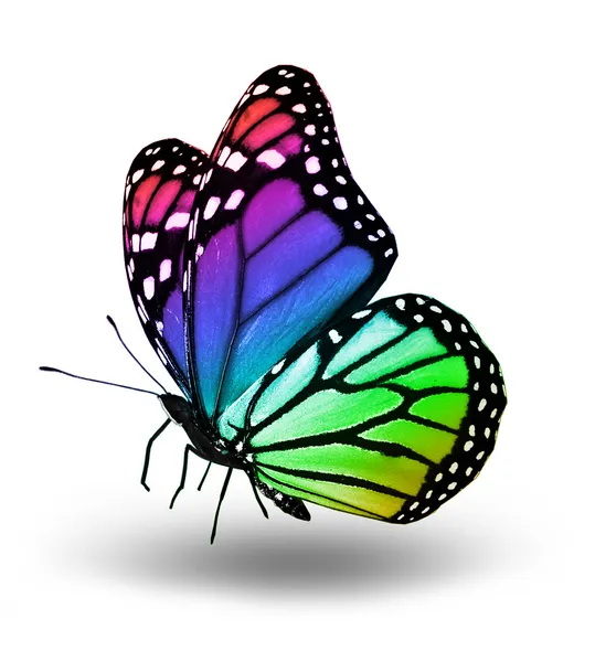 Farbenfroher Schmetterling, isoliert auf weiß — Stockfoto