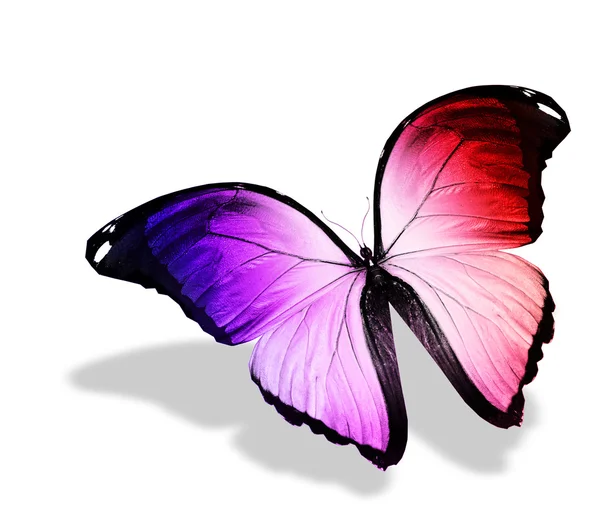 흰색 바탕에 색 나비 — 스톡 사진