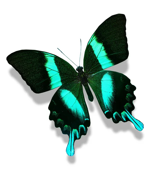 Papilio blumei motyl, na białym tle — Zdjęcie stockowe