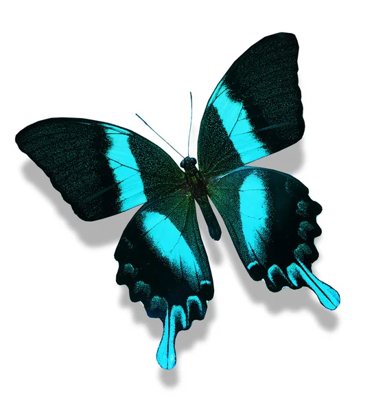 Papilio blumei farfalla, isolato su bianco — Foto Stock