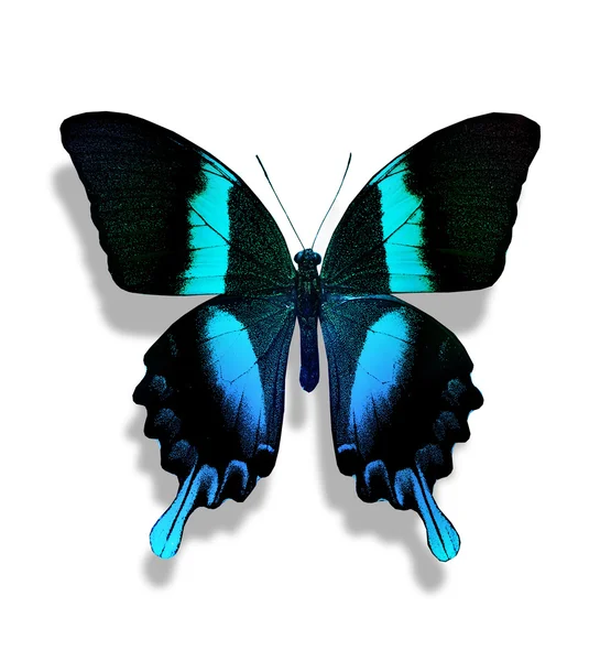 Papillon bleu — Photo