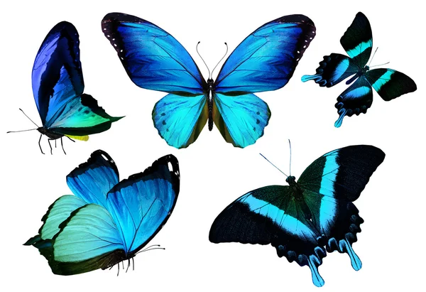 Много разных летающих бабочек — стоковое фото