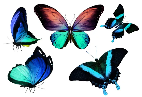 Many different butterflies flying — Stock Photo, Image