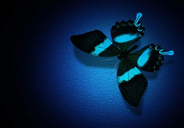 Turquoise butterfly — Stock Photo, Image