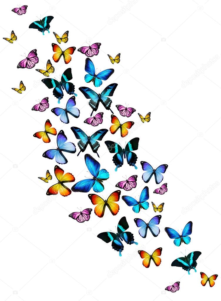 Many different butterflies flying