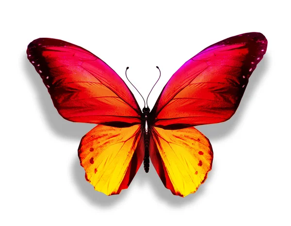 Золотая жёлтая бабочка — стоковое фото