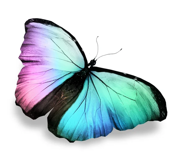 Morpho blauwe vlinder — Stockfoto