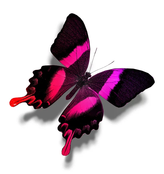 Rosa und schwarzer Schmetterling — Stockfoto