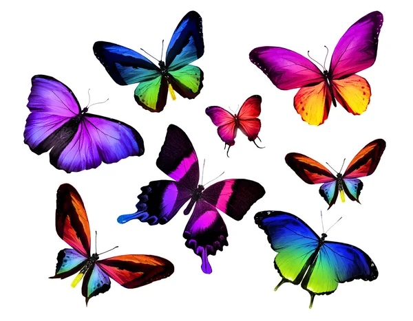 Many colorful butterflies — Stock Photo, Image