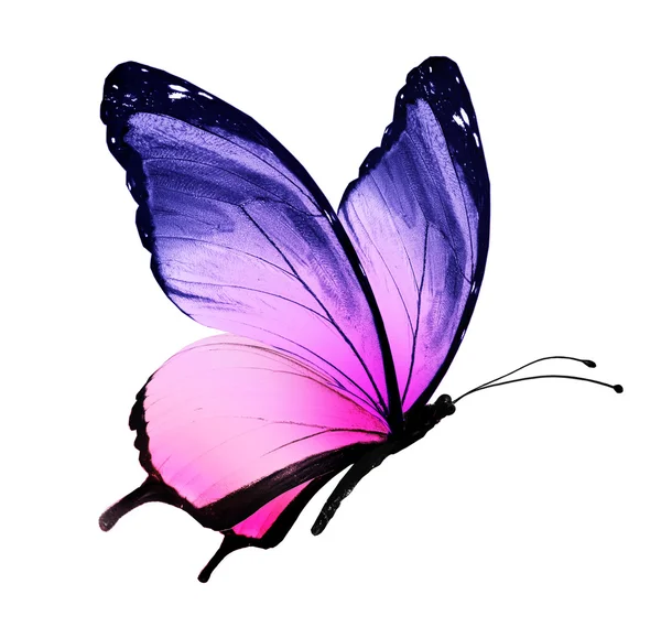 Purple blue butterfly — Stock Photo, Image