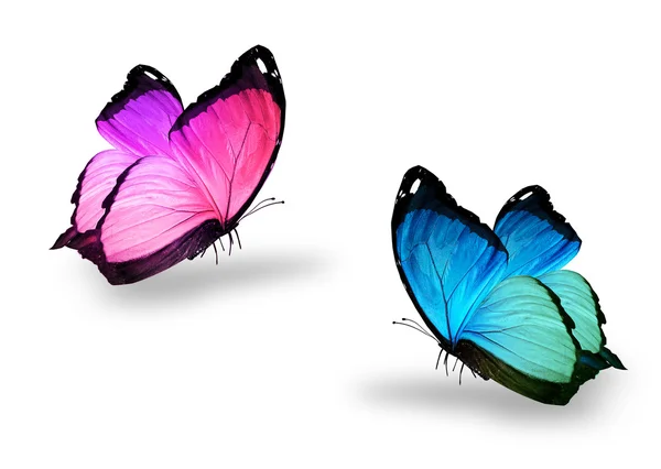 蓝色和粉红色的蝴蝶 — 图库照片