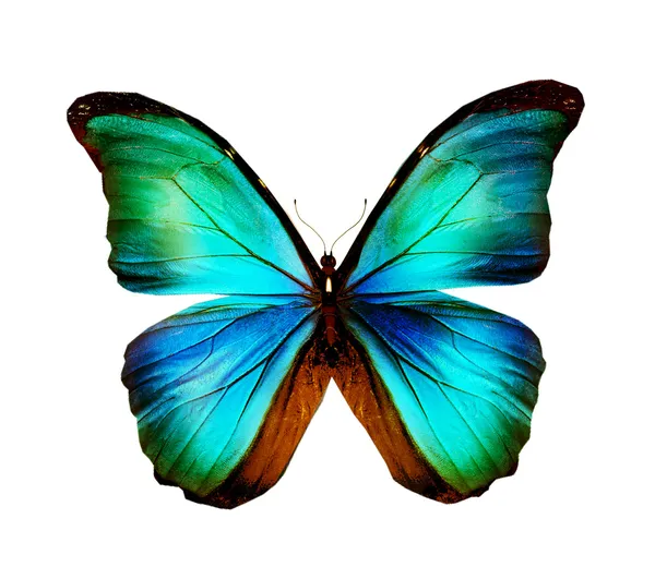 Blue turquoise butterfly — Stock Photo, Image