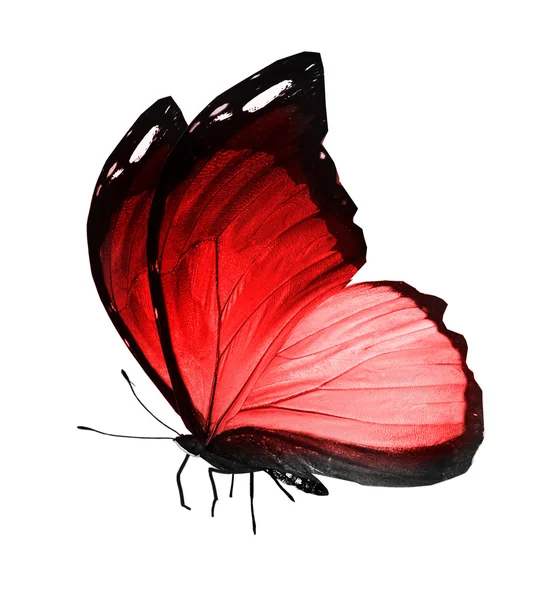 Mariposa roja — Foto de Stock