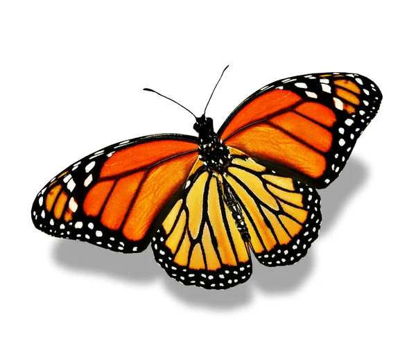 Оранжевая бабочка — стоковое фото