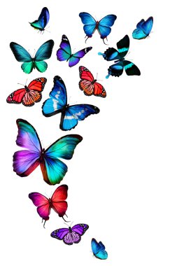 birçok farklı kelebekler