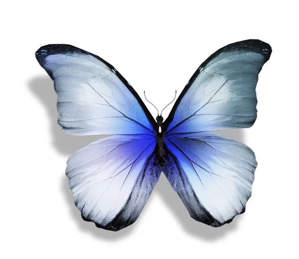 Blue turquoise butterfly — Stock Photo, Image
