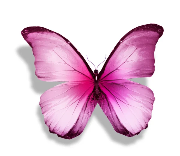 粉色蝶 — 图库照片