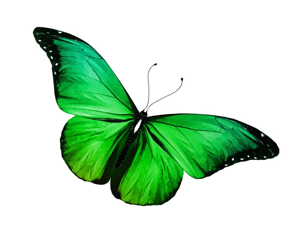 Mariposa verde — Foto de Stock