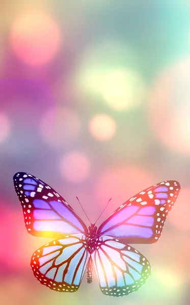 Background with butterfly — Stock Photo, Image