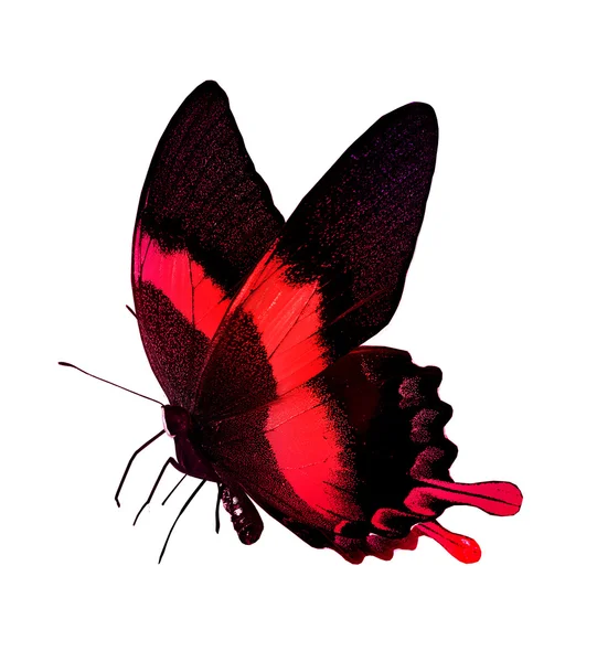 Red and black butterfly — Stock Photo, Image