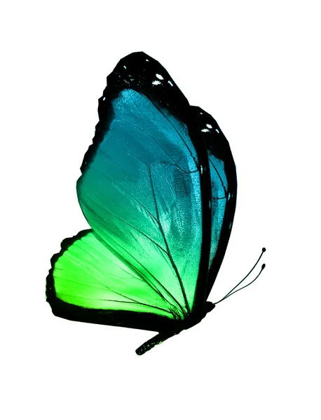 Green butterfly — Stock Photo, Image