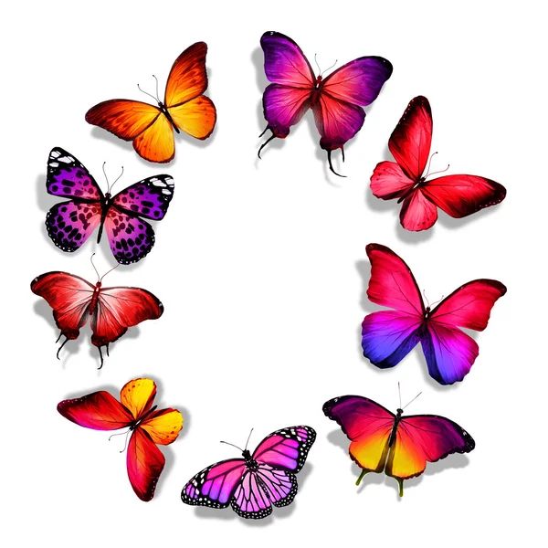 Différents papillons — Photo