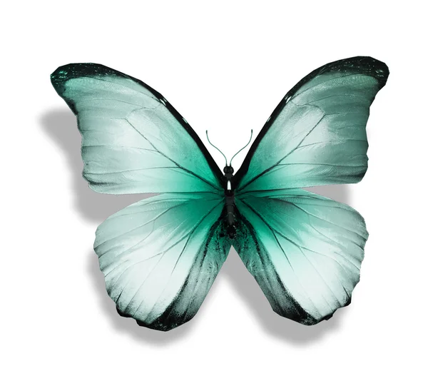 Modrá Morpho motýl — Stock fotografie